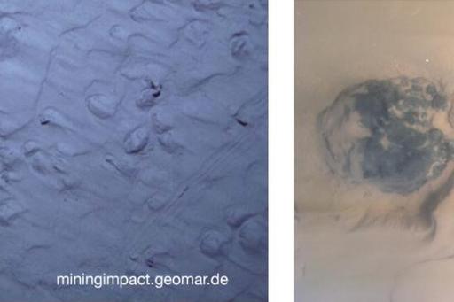 Image of sediment ripples.