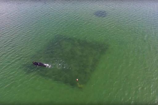 Drone photo of a eelgrass meadow