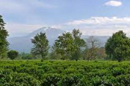Forest and coffee plantation near Kilimanjaro