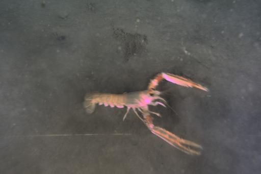 Norway lobster 