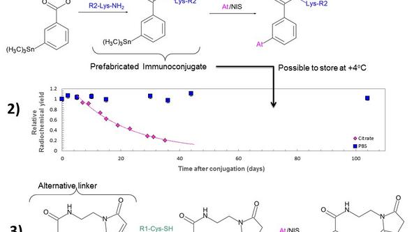 Illustration of conjugation of antibody