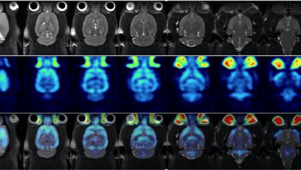 Samtidig avbildning av hjärnan i en mus med MR och PET 