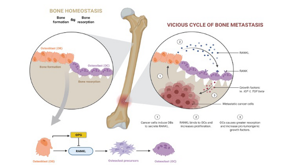 bone homeostasis