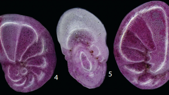 Nonionella sp T1 enlarged in microscope. 