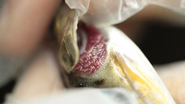 Detaljbild på en örings gälar med larver.