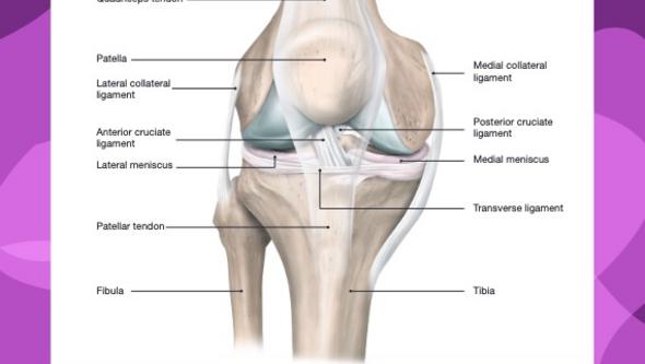 The knee joint anatomy