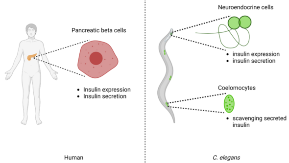 Figure 1. Modelling insulin secretion in C. elegans. 