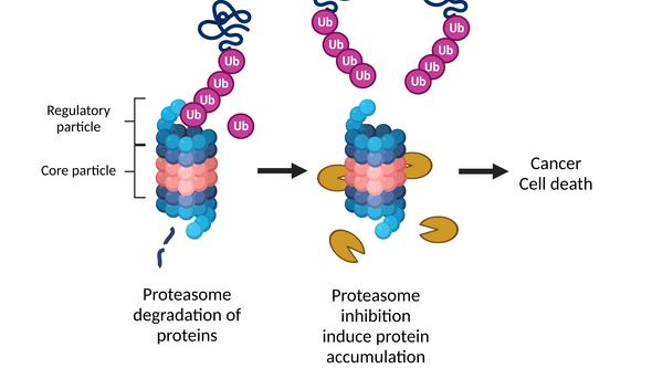 Grafisk bild av proteasomhämning.