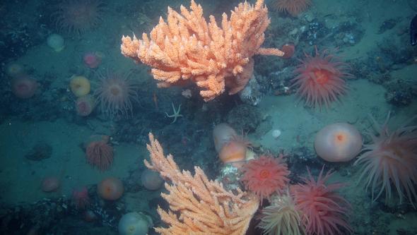 Orange red corals on the seabed.