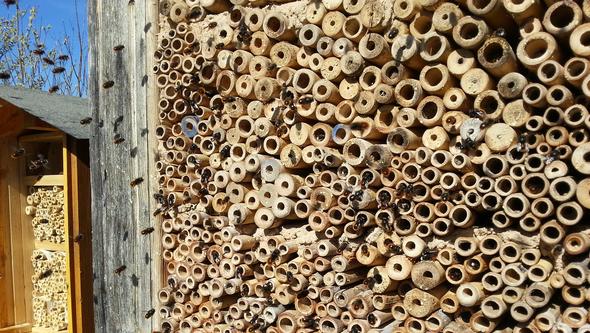 Bild på en vägg med bamburör som bin kryper in i.