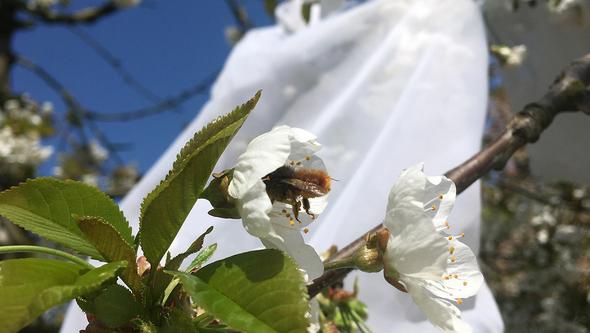 Picture of a mason bee in a cherry flower