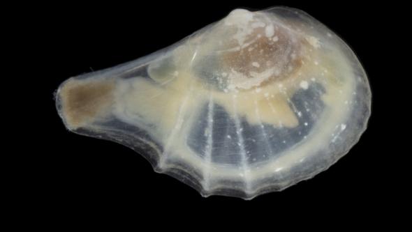 A whitish small mussel.