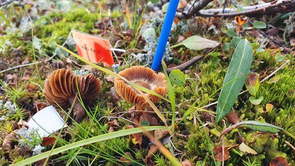 Små svampar växer i marken.