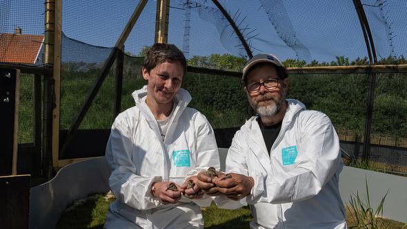 Jodie Clements och Dick Liljegren med sydliga kärrsnäppeungar.