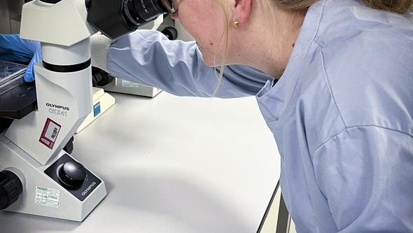 Marit Stockfelt tittar i ett mikroskop