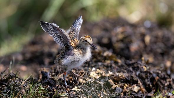 Unge av sydlig kärrsnäppa prövar vingarna.