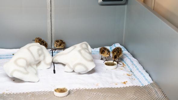 Ungar av sydlig kärrsnäppa i uppfödningsanläggningen på Ottenby.