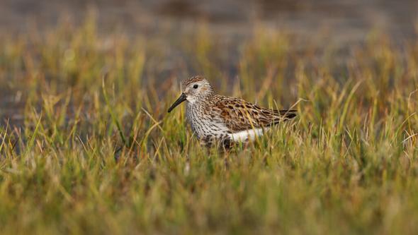 Bild på sydlig kärrsnäppa.