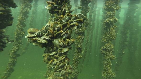 blue mussels on rope