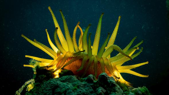 Underwaterworld of the Ikka Fjord