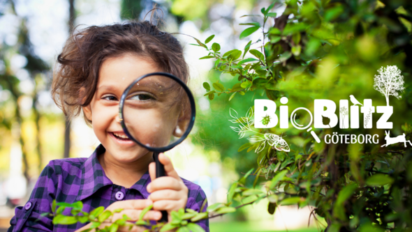 Bioblitz 2024 