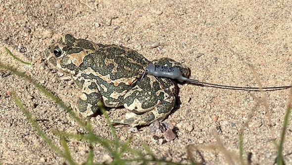 Frog with antennae attached