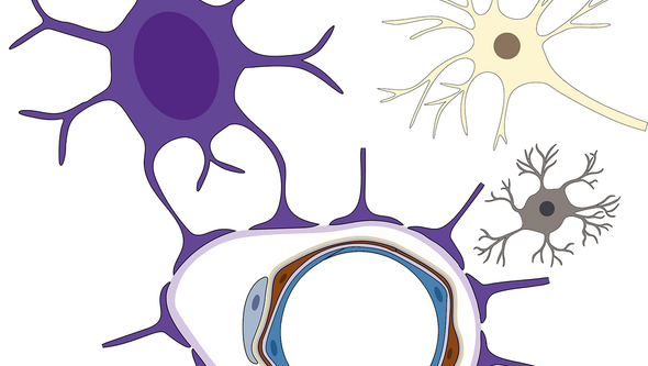 Illustration av den neurovaskulära enheten
