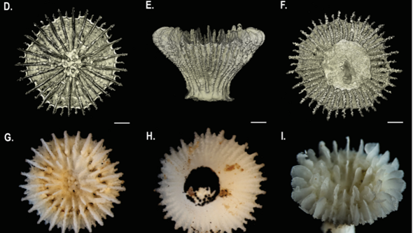 12 images of a coral against black background