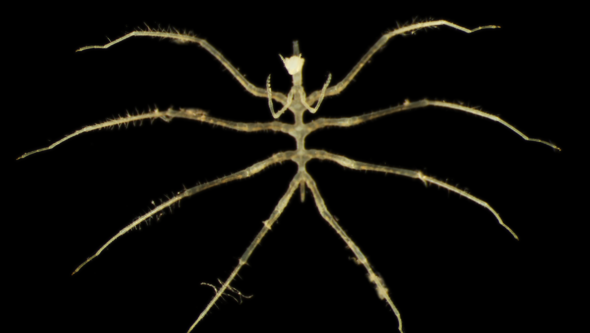 Image of a white spider againt a black background