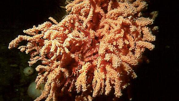 Primnoa resaediformis