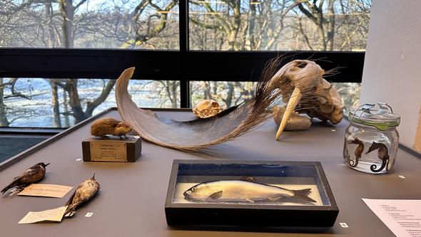 En monter med djur från nordpolen.