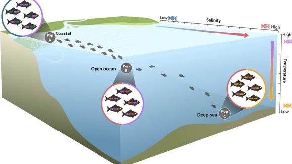 Illustration med fiskar i havet 