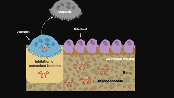 BioRender.com