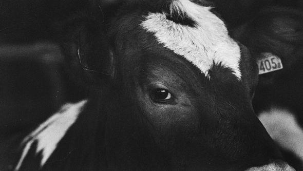 Close up of a black and white cow looking straight into the camera