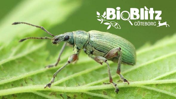 Green bug