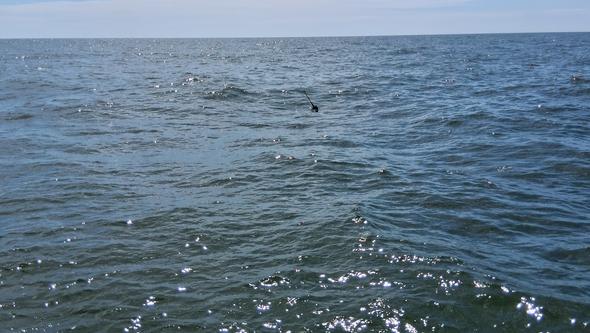 Havet
