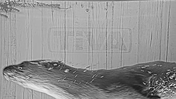 A Eurasian otter captured by new AI-powered camera