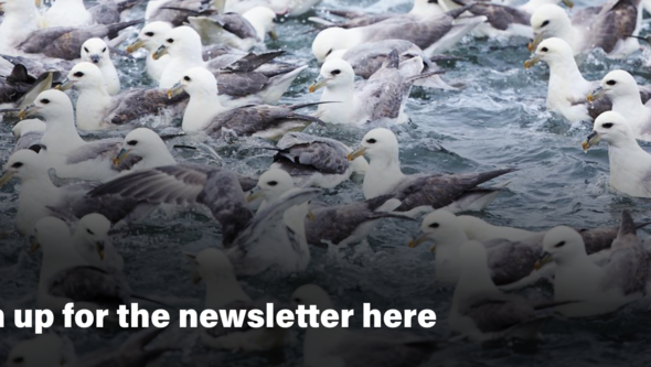 Gannets on the water