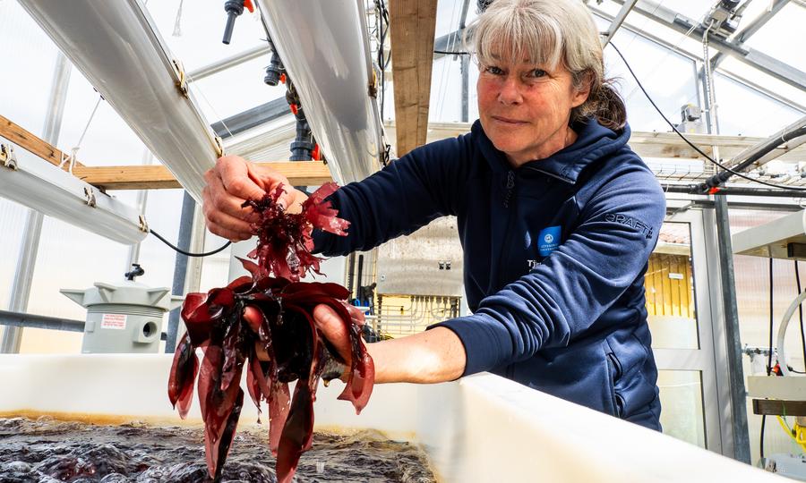 Gunilla Toth håller upp rödalgen Dulse. 