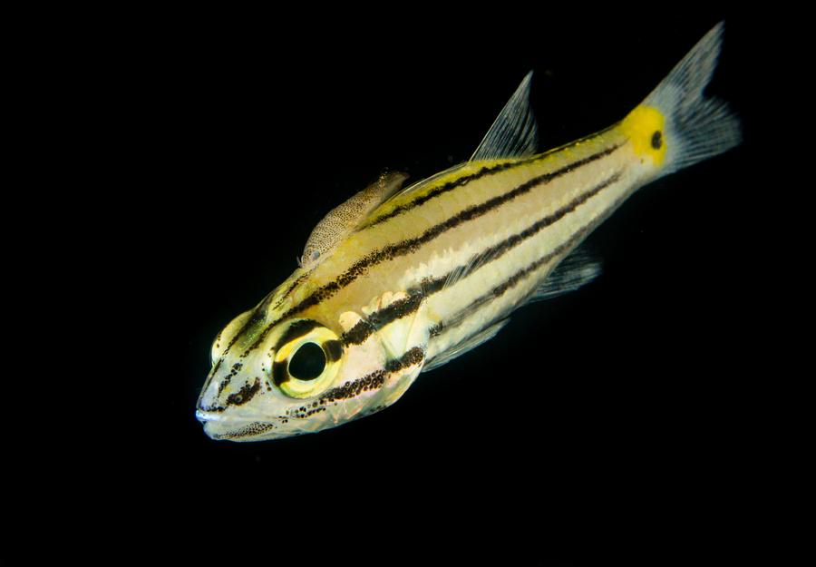 Fish Jeftfish Jutfelt Fish Ecophysiology Lab | University of Gothenburg