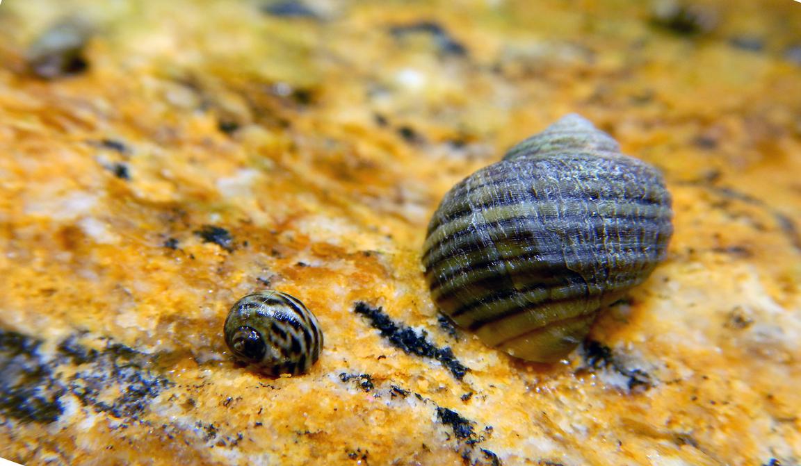 Två ekotyper av strandsnäckan Littorina saxatilis på en klippa i Galicien. 