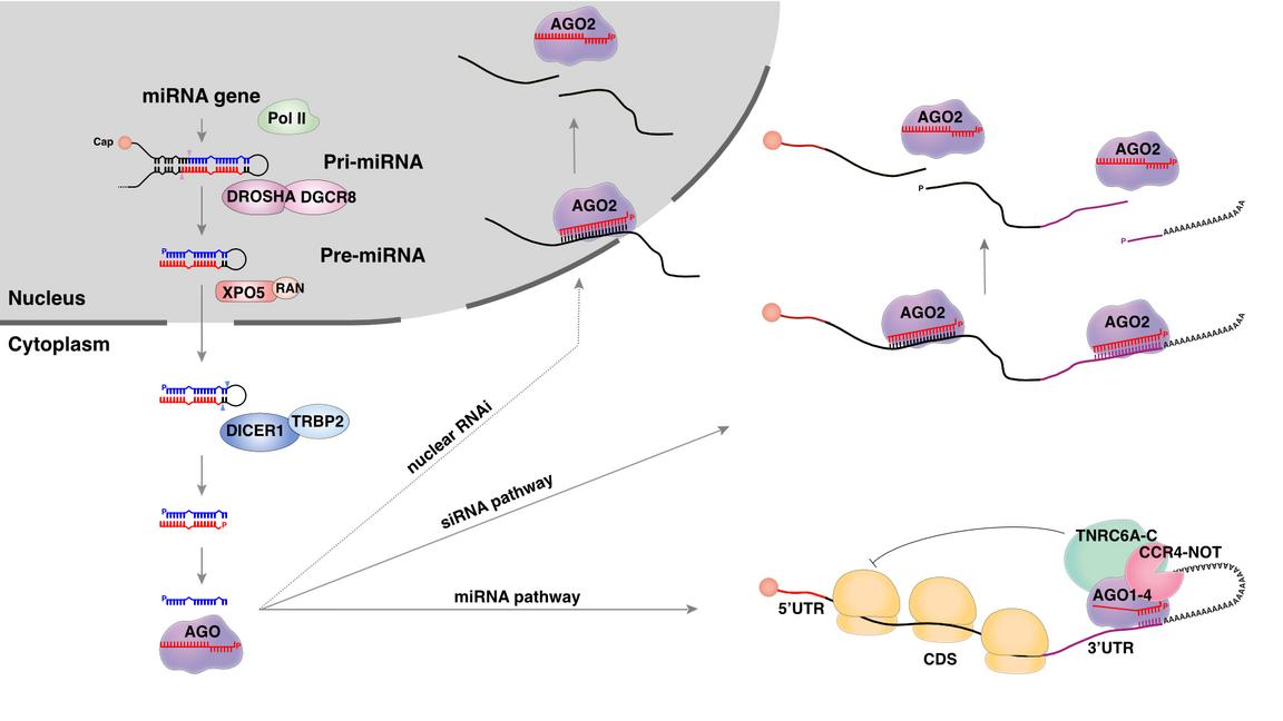 An illustrative model of Micro RNA