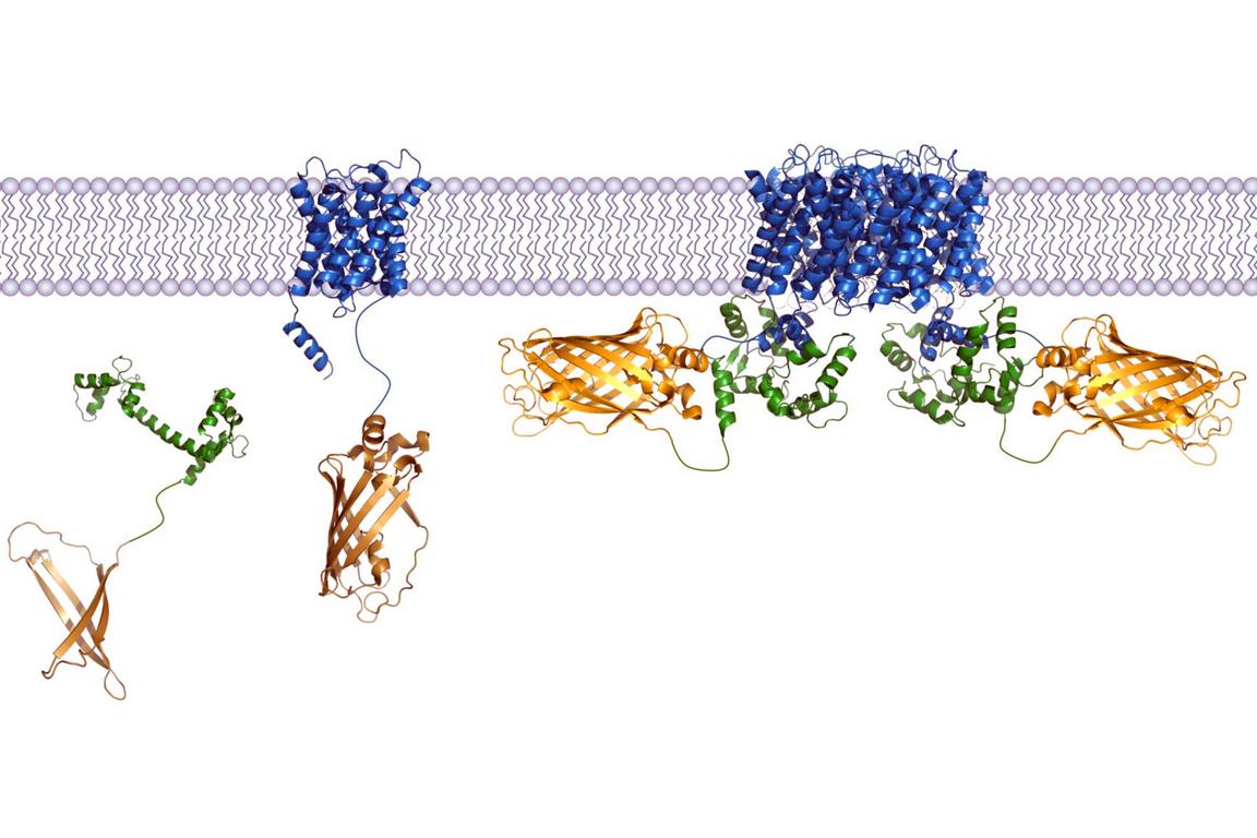 Screening av membranproteinkomplex med hjälp av BiFC.