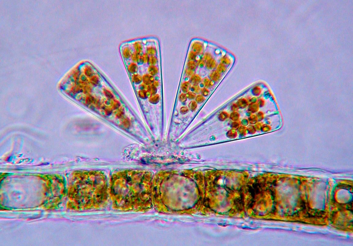 Mikroskopbild av kiselager