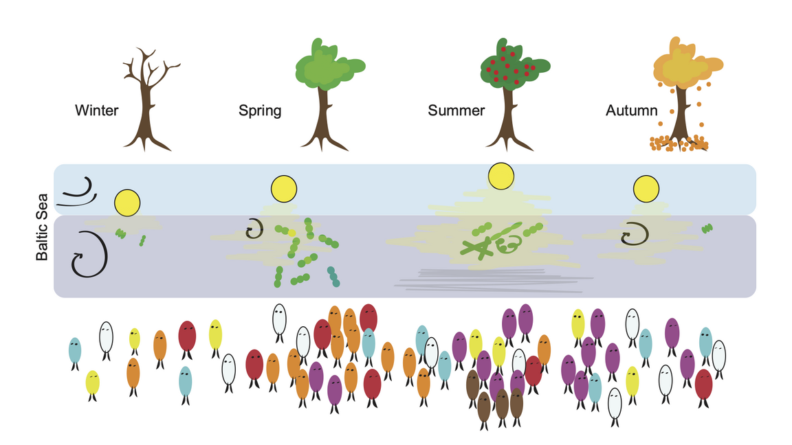 Olika bakterier som dominerar vid olika årstider.