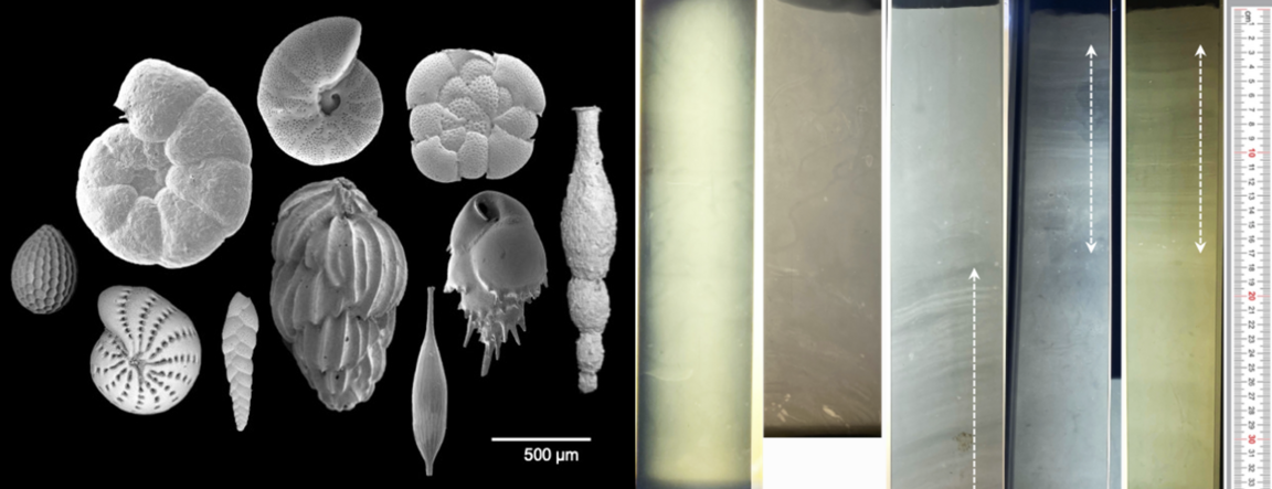 Foraminiferer och sedimentkärnor