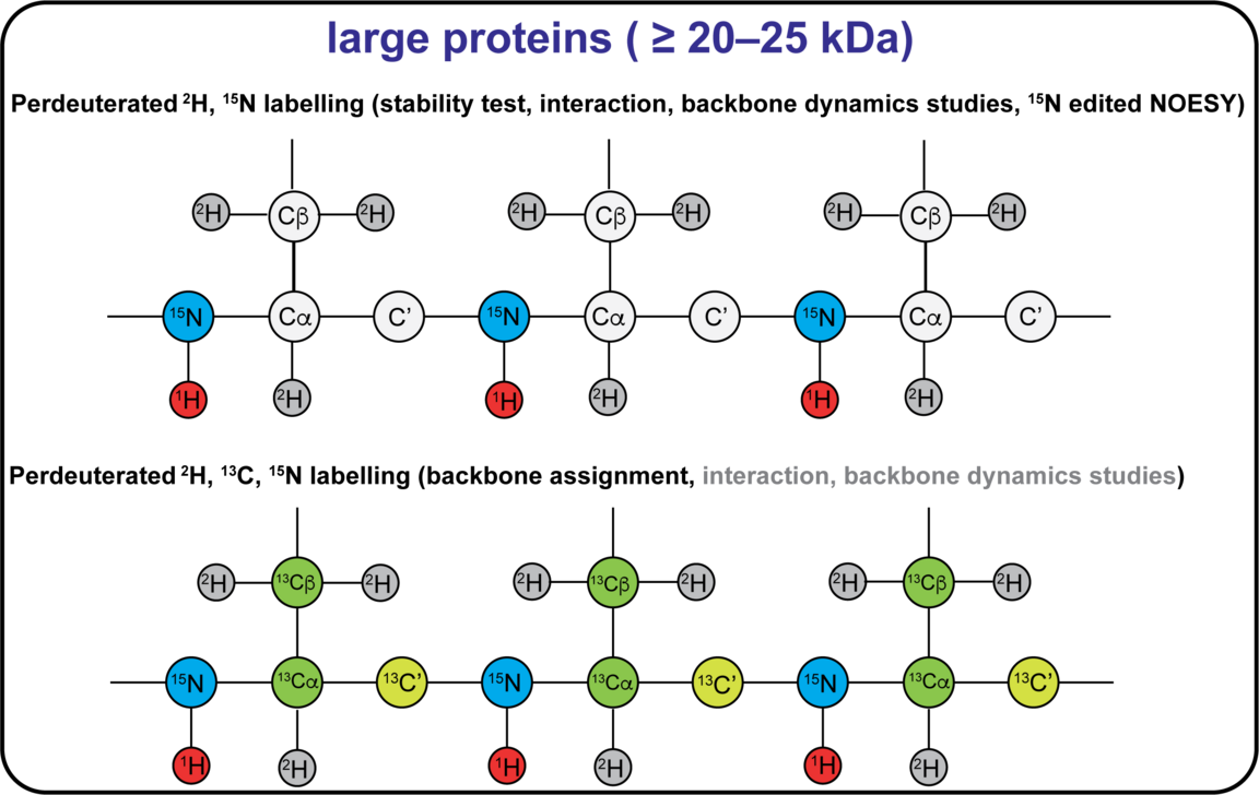 Image of scheme for labelling of large proteins