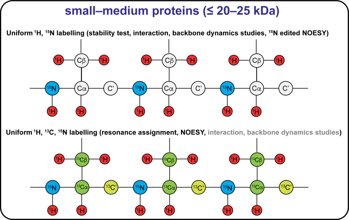 Image of labelling scheme for small proteins