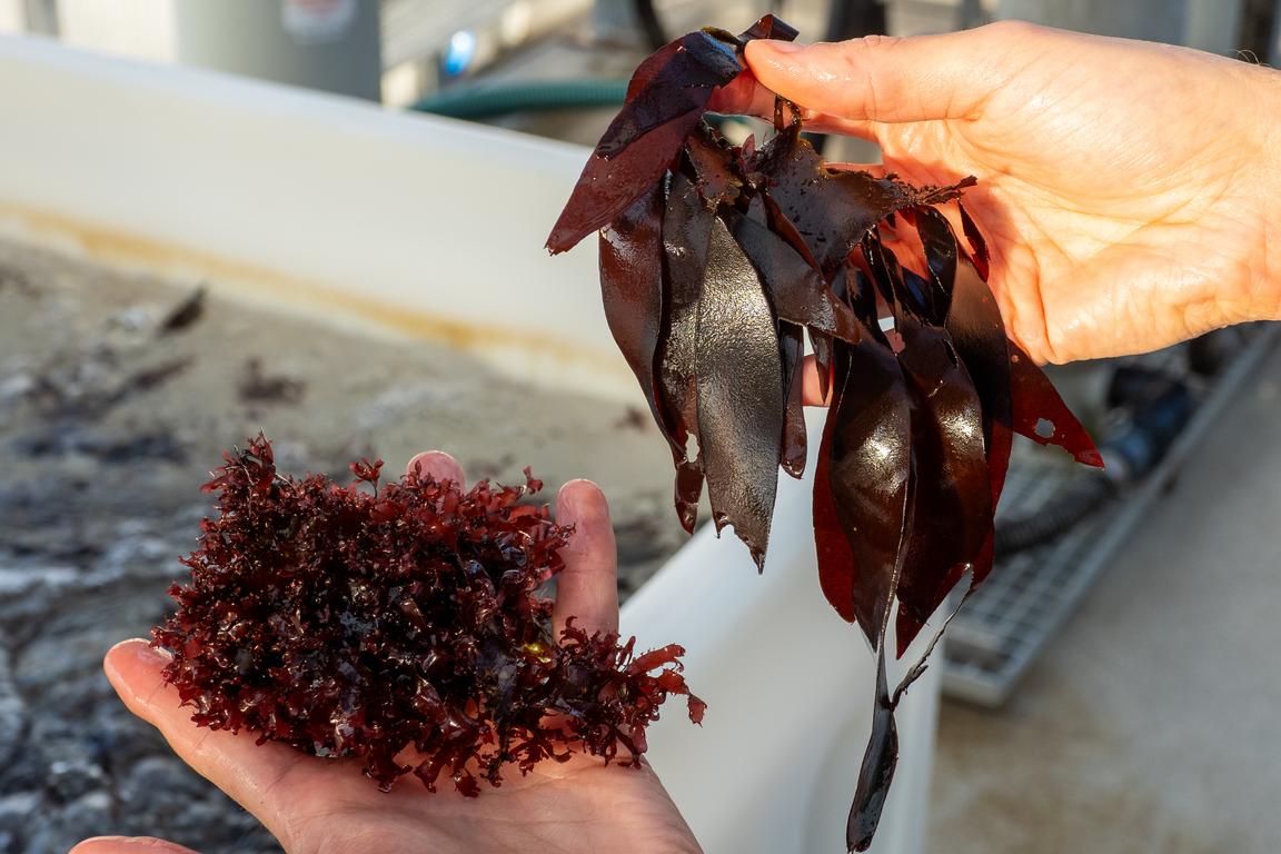 Dulse som odlas i vattenkar.