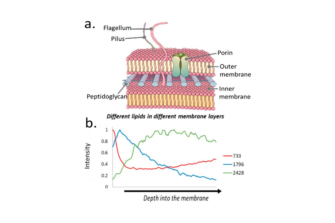 Bacterial envelope